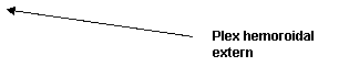 Line Callout 2 (No Border): Plex hemoroidal extern