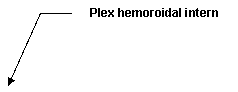 Line Callout 3 (No Border): Plex hemoroidal intern