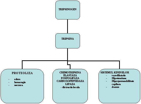 Organization Chart