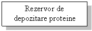 Text Box: Rezervor de depozitare proteine 