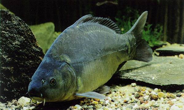 Crap (Cyprinus carpio)