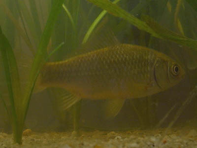 Caras (Carassius auratus gibellio)