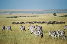 masai-mara-migration.jpg