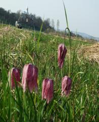 Laleaua pestrita, Rodina, Maramures