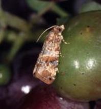 Der Bekreutze Traubenwickler schdigt Weinreben  (Foto: Breuer)